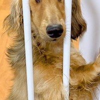 物音がしたので、振り返った結果→犬が『柵』に挟まっていて…絶対に笑わせにきている『まさかの表情』に2万いいね「確信犯で草」「元気出たｗ」