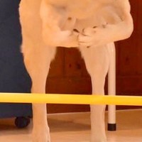 ハードルが得意な大型犬→飛ぶ瞬間を撮影してみた結果…想像と違った『飛び方と表情』に2万いいね「おててがｗｗ」「なんか悲しそうなの草」