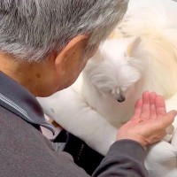 おじいちゃんから貰ったおやつを『仕方なく食べる犬』→思った以上に美味しくて…分かりやすい『表情』に5万いいね「どっちも可愛すぎるｗｗ」
