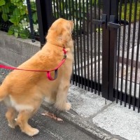 大型犬が散歩中、大好きな『和尚さん』を見つけた結果→心が洗われる『幸せ過ぎる光景』が10万再生「大好きなのが伝わる」「シッポブンブン」