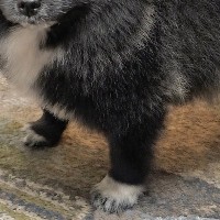 犬に『お留守番よろしくね』と伝えたら…絶対に出かけられない『哀愁漂う表情』に2万いいね集まる「出かけるの中止で」「この世の終わりみたい」