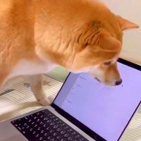 パソコンのカーソルを『虫』と勘違いする犬→破壊しそうなほど『真剣に捕まえようとする光景』に反響「壊れちゃうｗ」「取れないって言ってるｗ」