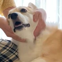 犬を撫でている途中、猫がやってきたので撫でたら…手を取られてしまった瞬間の『表情』が10万表示「微動だにしないの笑った」「真顔すぎるｗ」