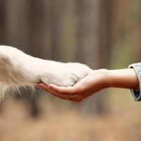 犬に『気持ちを伝える』方法5つ　愛犬との絆を深めるためのコミュニケーションとは？
