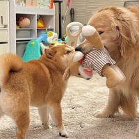2歳の女の子のぬいぐるみが『柴犬に取られてしまった』結果→大型犬が取り返そうとして…想像と違う展開が26万再生「笑ったｗ」「優しすぎ」