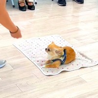 犬の保育園の『授業参観』に参加した結果→一生懸命になって…思わずニヤケる『可愛すぎる光景』が32万再生「全員可愛い」「ベタ褒め空間で草」