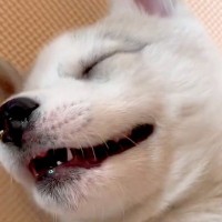 『シベリアンハスキーはドジが多い』実際に飼ってみた結果→想像を遥かに超える『ドジっぷり』が370万再生「ギャップ萌えｗ」「好きになった」