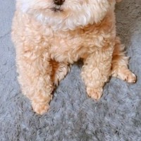 朝、ゴミ捨てのため『5分間だけ外に出た』結果→帰宅後、家で待っていた犬が…『愛おしすぎる光景』に7万いいね「反則」「泣けるほど可愛い」