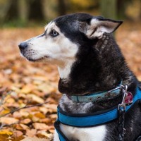 犬が『ピタッと止まってフリーズする』ときの心理5つ　散歩中に動かなくなってしまう理由とは？