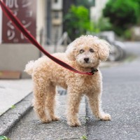 犬が『散歩中に立ち止まってしまう』理由3つ　歩きたがらない心理や注意点まで解説