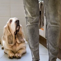 犬を幻滅させる『飼い主の言動』5つ　愛犬の期待を裏切るタブー行為や適切な接し方まで