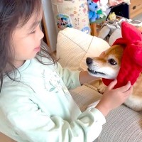 『人に歯を当てたらダメ』と犬を叱った結果→5歳の女の子が庇おうとして…愛を感じる『まさかの光景』に反響「泣ける」「荒んだ心が浄化された」