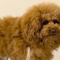 雨対策のため、犬に『レッグカバー』を着せてみた結果→思わず二度見する『衝撃のシルエット』が48万再生「足に角材つけてる？ｗ」「木製イヌ」