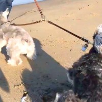 海に遊びにきた2匹の犬→波打ち際に近づいてみたら…対照的すぎる『お互いのリアクション』が微笑ましい反響「めちゃ可愛い」「ニヤニヤする」