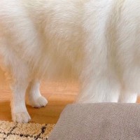 お兄ちゃんが1泊2日のお出かけ→見送った大型犬が…永遠のお別れのような『落ち込み方』に2万いいね「大好きなの伝わる」「可愛すぎる」と絶賛