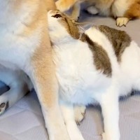 『病院に連れて行かれる』と察した猫→犬に助けを求めて…愛と平和に包まれた『尊すぎる光景』が111万再生「信頼がすごい」「擬態してるｗ」