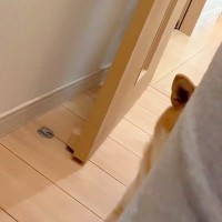 外出の直前、玄関で激しい頭痛に襲われた女性→動けずにいる中、ふと後ろを振り向くと…予想外な『尊い光景』に反響「癒しの神」「一番の特効薬」