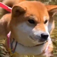 初めて川に遊びにきた犬→『大はしゃぎで泳ぐかな』と思いきや…予想外だった『楽しみ方』が可愛すぎると反響「足湯ｗｗ」「気持ち良さそう」