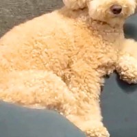 急に雨が降ってきたので、犬の散歩を中止した結果→納得してくれず…子供のように『駄々をこねる光景』が10万再生「必死ｗ」「諦められないｗ」