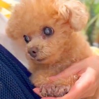 病院にきた小さな犬→怖がり過ぎてしまった結果…思わず二度見する『震え方』が114万再生「すっごい小刻みｗ」「電車で見ちゃだめなやつｗ」