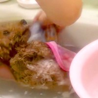 看護実習を控えた大学生の娘→犬に『沐浴の練習モデル』をお願いした結果…あまりにも『赤ちゃん過ぎる光景』が149万再生「お利口」「信頼の証」