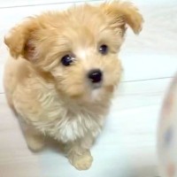 ご飯が楽しみすぎる子犬→お皿を置いた瞬間、まさかの『1回転』してしまい…予想外すぎる光景が34万再生「前のめりで草」「思わず声出たｗｗ」