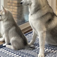 出かける父を『ピシッ』とお見送りするハスキー犬2匹→母の場合は…あからさまな『対応の差』が12万表示「ハッキリしすぎてて草」「笑ったｗ」