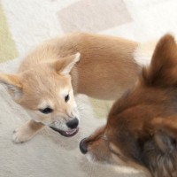 『他の犬と仲良く遊べない』犬の共通点4つ　適切な距離感や社会化を学ばせる方法とは？