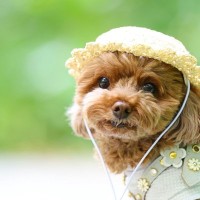 犬に『帽子』は必要なの？被らせるべき？メリット・デメリットまでご紹介