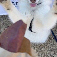 焼き芋を買ってもらった大型犬→目の前に出してあげると…まるで『小学生の子供のような喜び方』に1万いいね「可愛いリアクション」「嬉しそう」