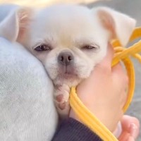 極小子犬が『初めてのお散歩に挑戦した』結果→不安になってしまい…思わず応援したくなる『尊い行動』が13万再生「可愛すぎ」「守りたい…」