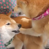 兄犬が弟犬に『威嚇』した結果→見ていた『姉犬』が…まるで『本当のお母さんのような行動』に反響「容赦なくて草」「お尻ペンペンｗ」「最高」