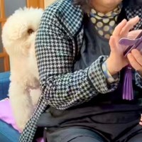 おばあちゃんのことが大好きな犬→『赤ちゃんに取られてしまった』と勘違いして…感情むき出しな光景が20万再生「ヤキモチ可愛い」「必死ｗｗ」
