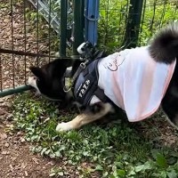 犬と旅行中にドッグランへ→『喜んで遊んでくれるかな』と思いきや…まさかの展開が20万再生「意味がわからないｗ」「自由奔放さが微笑ましい」