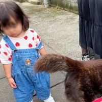 小さな女の子を連れて『お散歩』をする甲斐犬→『守らなきゃ』と本能が働き…まさかの『SPのような警護』が31万再生「頼もしい」「尊い…」