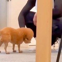 洗濯機が故障したので新調→搬入作業をするお兄さんに、犬が…仕事にならない『やり取り』に反響「狙ってて草」「すごい欲しそうｗ」「社交的」