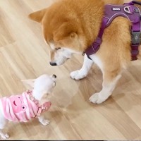 極小チワワが『自分より10倍以上大きい犬』と対面した結果→『怖がるかな』と思ったら…『想定外な反応』に反響「大物感ｗ」「肝っ玉座ってる」