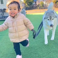 2歳の女の子が『大型犬のリードを持った』結果→そのまま転んでしまい…まさかの『優しすぎる対応』が16万再生「みんな可愛い」「理想の家族」