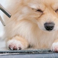トリミングに来たポメラニアンの子犬→カット中、眠たくなってしまい…可愛すぎる『うとうとしてしまう光景』に反響「最高」「ぐらぐらしてるｗ」