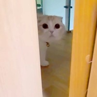 ドアの向こうから『犬がいません』と呼びに来た猫→一緒に探した結果…発見後の『愛おしい行動』が67万再生「大好きだもんね」「何してたのｗ」
