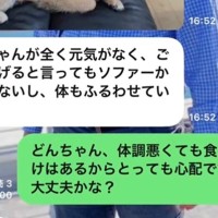 父から『犬の元気がない』と突然のLINE→心配して病院に連れて行った結果…完全に想定外な『報告』が6万再生「可愛いｗｗ」「愛おしすぎる」