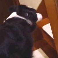 朝『パパを起こしてきて』と犬にお願いした結果、ダッシュで寝室へ→『起こしてくれた』と思いきや…まさかの展開に反響「可愛い」「癒される」