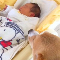 赤ちゃんが『犬と一緒に育てられた』結果→4年後には…幸せに溢れている『尊い成長記録』が21万再生「本当に優しいね」「なんか顔も似てる」