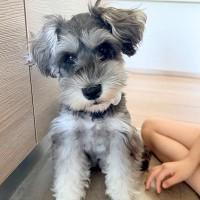 ふわふわの犬を『お風呂に入れた』結果→体の形が変わって…別犬すぎる『衝撃のビフォーアフター』に2万いいね「溶けてて草」「同じ子？ｗｗ」