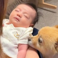 お風呂に入る赤ちゃんが気になって見に来た犬→入浴後も『疲れちゃった？』と心配して…愛に溢れた光景が19万再生「可愛すぎ」「感動で泣けた」