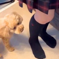 朝、学校に行こうとする女の子→犬が玄関で『行かないで』と寂しがって…後ろ髪引かれる光景が17万再生「大好きなんだ」「困るほどの可愛さ」