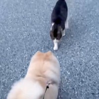 犬が『仲良しな野良猫』と遭遇した結果→イチャイチャしすぎて…可愛いが渋滞している『相思相愛な光景』に反響「モフモフ交流」「めり込んでて草」