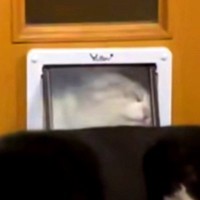 猫が『小さなドア』から部屋に入ろうとした結果→扉の向こうに『犬』がいて…思わずジワる『ハプニング』が81万再生「絶対わかってるやんｗｗ」