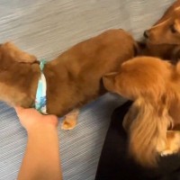 トリミングでイメチェンした父犬→帰宅後、3匹の子どもたちが『知らない犬だ』と勘違いして…まさかの反応に「そんな気づかない？ｗｗ」の声