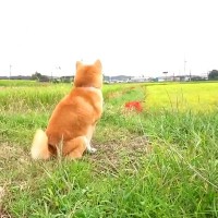 田んぼ道を歩いている犬→遠くにいる『パパ』に気付いたら…家族愛に溢れた『尊すぎる再会の瞬間』が73万再生「なんて素敵」「まるで恋人同士」